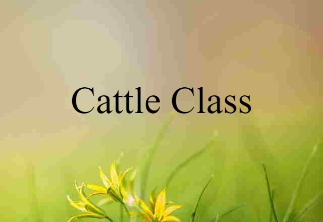 cattle class