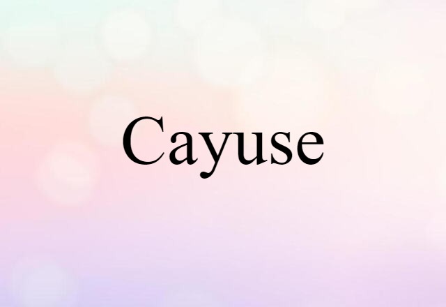 cayuse