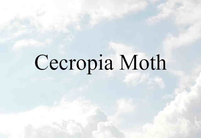 Cecropia moth