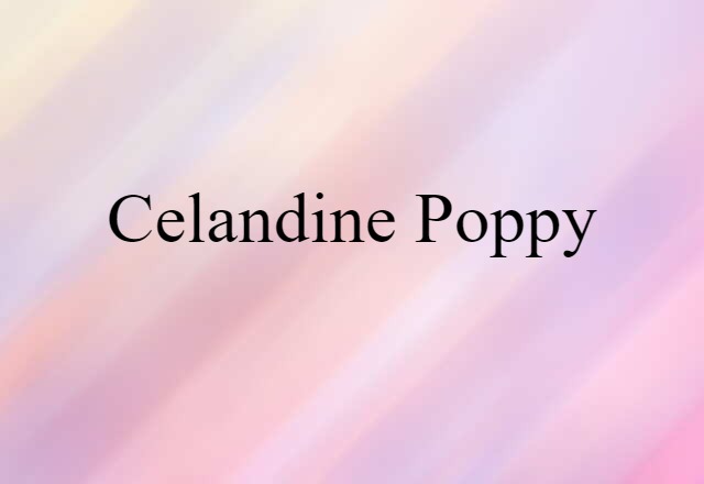 celandine poppy