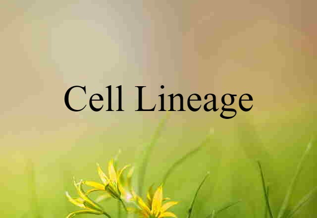 Cell Lineage (noun) Definition, Meaning & Examples