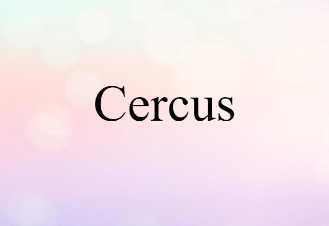 Cercus (noun) Definition, Meaning & Examples