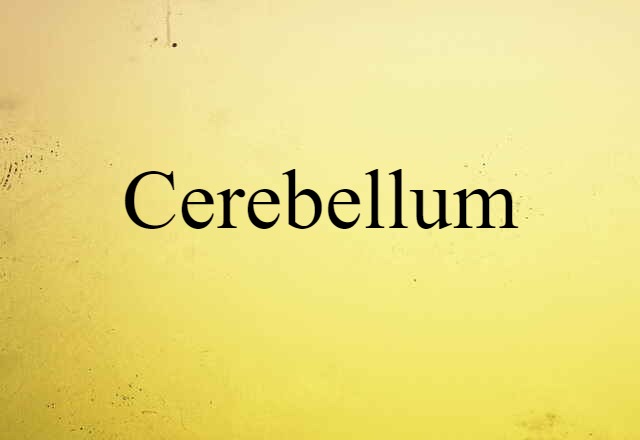 cerebellum