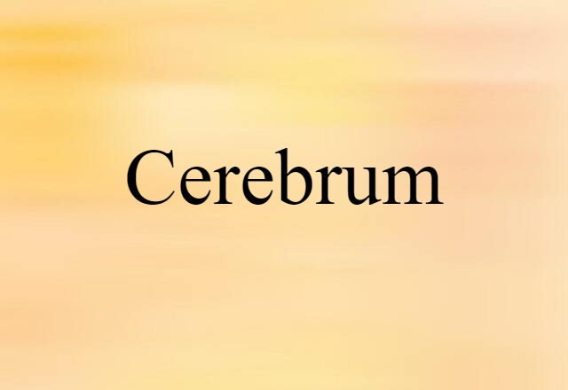 cerebrum