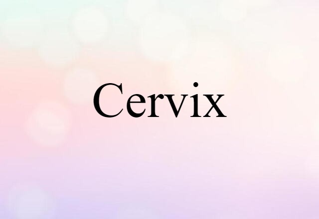 Cervix (noun) Definition, Meaning & Examples