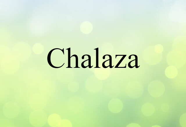 chalaza