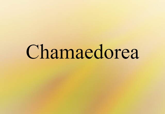 chamaedorea