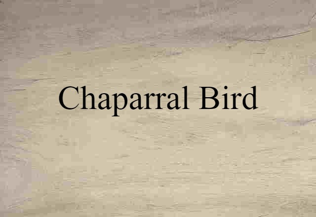 chaparral bird