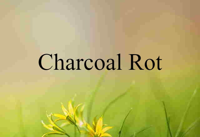 Charcoal Rot (noun) Definition, Meaning & Examples