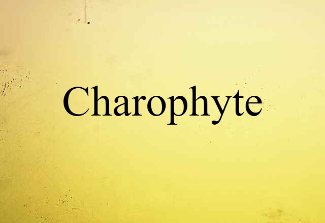 charophyte