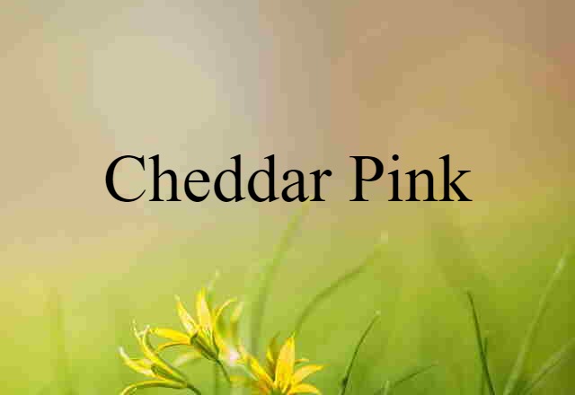 cheddar pink