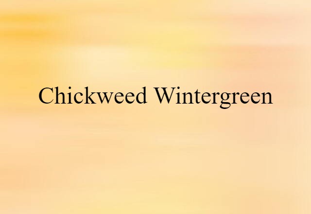 chickweed wintergreen