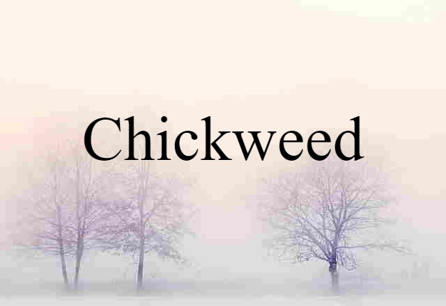 Chickweed (noun) Definition, Meaning & Examples