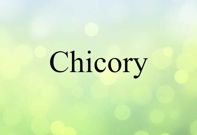 chicory