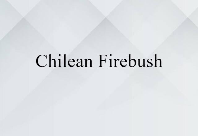 Chilean Firebush (noun) Definition, Meaning & Examples