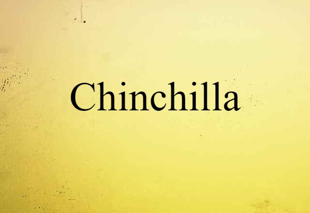 Chinchilla (noun) Definition, Meaning & Examples