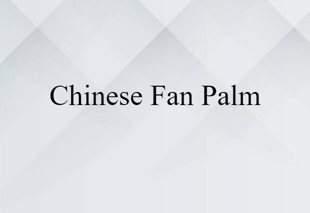 Chinese fan palm