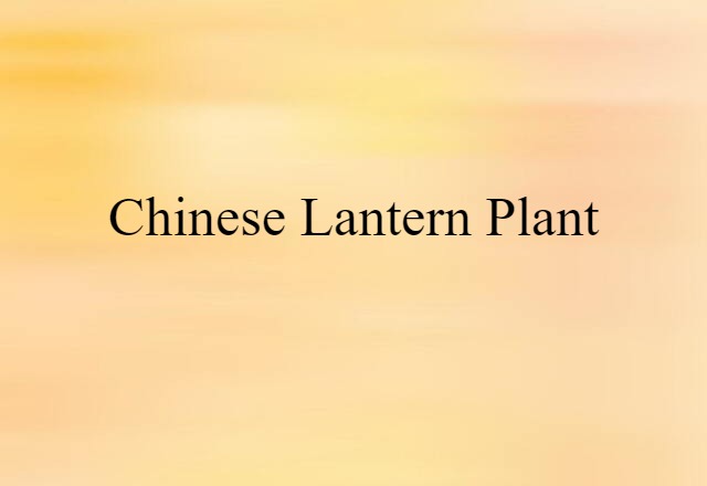 Chinese lantern plant