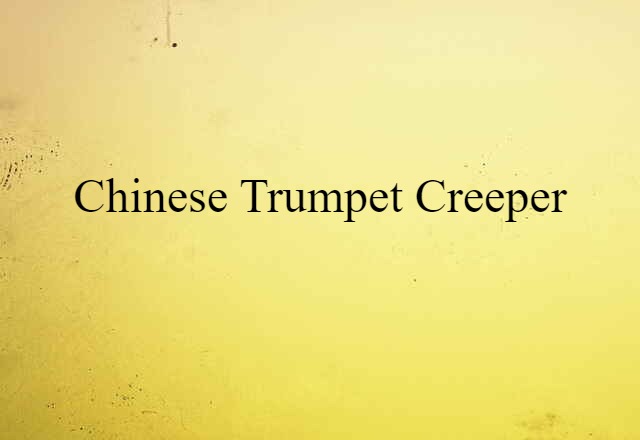 Chinese trumpet creeper