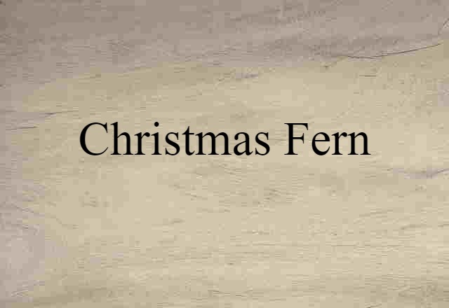 Christmas fern