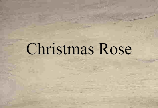 Christmas Rose (noun) Definition, Meaning & Examples