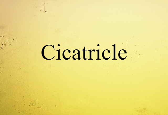 cicatricle