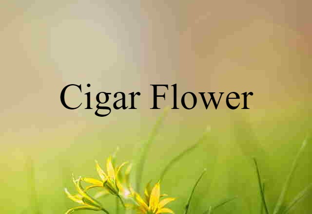 cigar flower