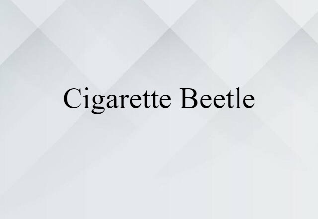 cigarette beetle