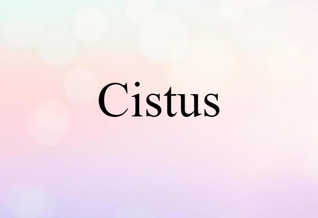 Cistus (noun) Definition, Meaning & Examples