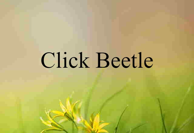 click beetle