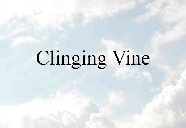 Clinging Vine (noun) Definition, Meaning & Examples