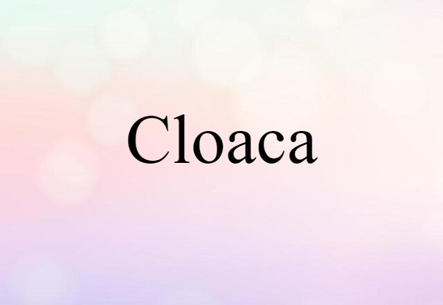 cloaca