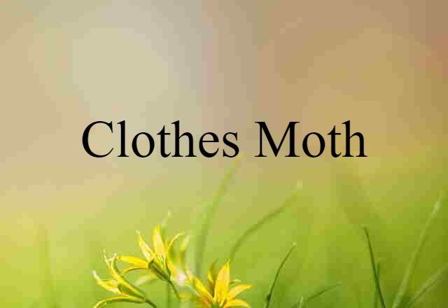 clothes moth