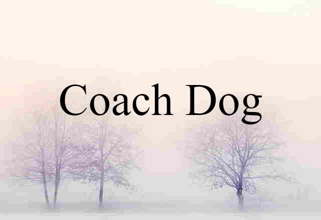 coach dog