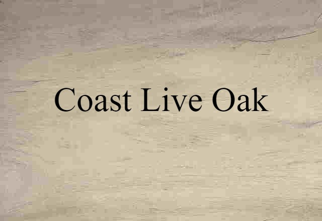 Coast Live Oak (noun) Definition, Meaning & Examples