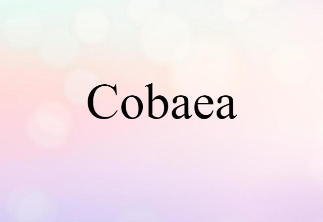 cobaea