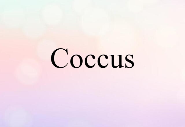 coccus