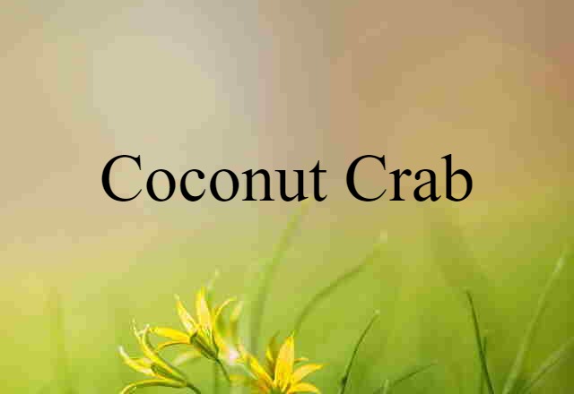 coconut crab