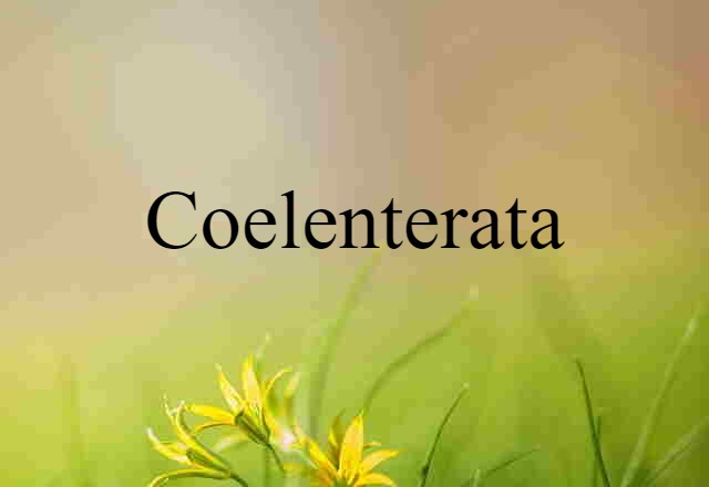 Coelenterata