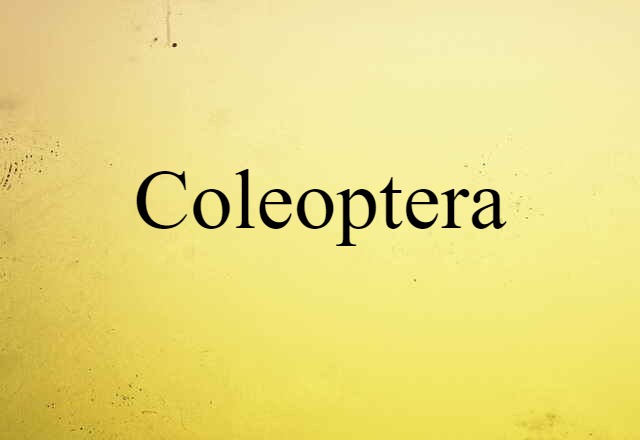 Coleoptera (noun) Definition, Meaning & Examples