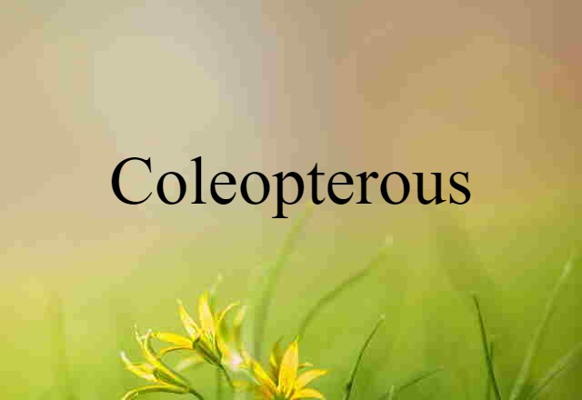 Coleopterous (noun) Definition, Meaning & Examples