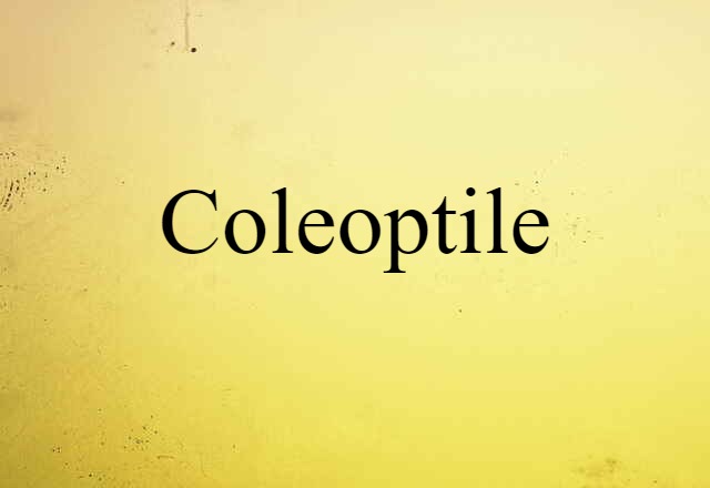 Coleoptile (noun) Definition, Meaning & Examples