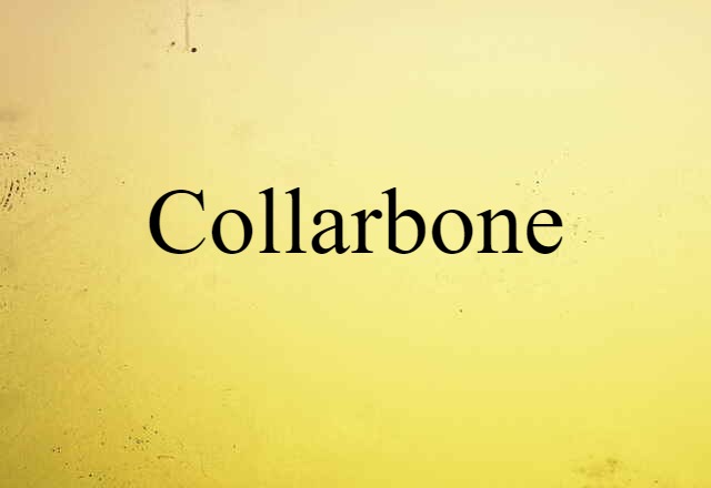 Collarbone (noun) Definition, Meaning & Examples