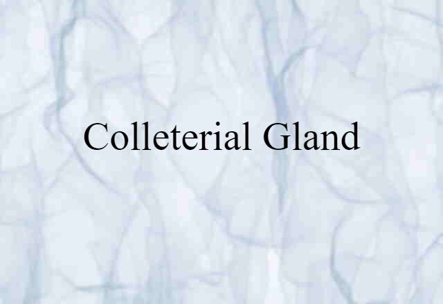 Colleterial Gland (noun) Definition, Meaning & Examples