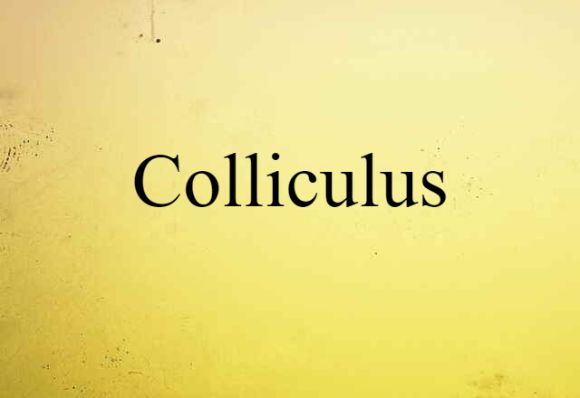 Colliculus (noun) Definition, Meaning & Examples