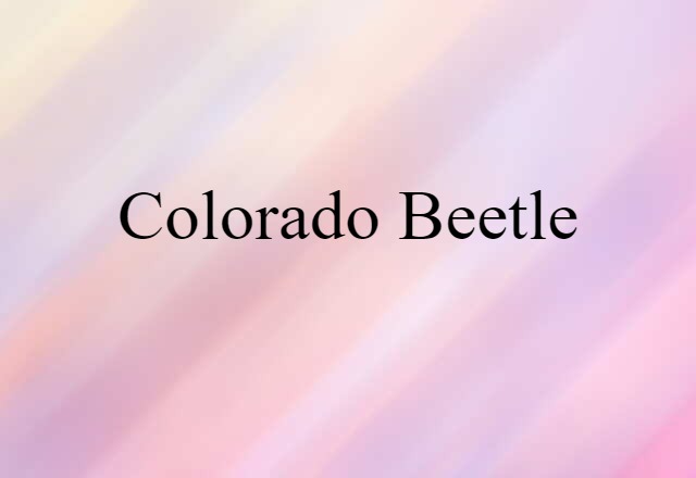 Colorado beetle