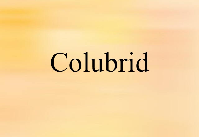 colubrid