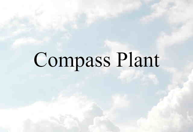 compass plant