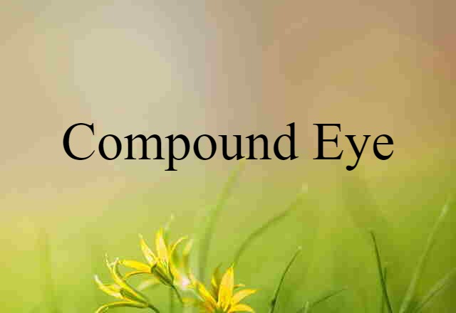 Compound Eye (noun) Definition, Meaning & Examples