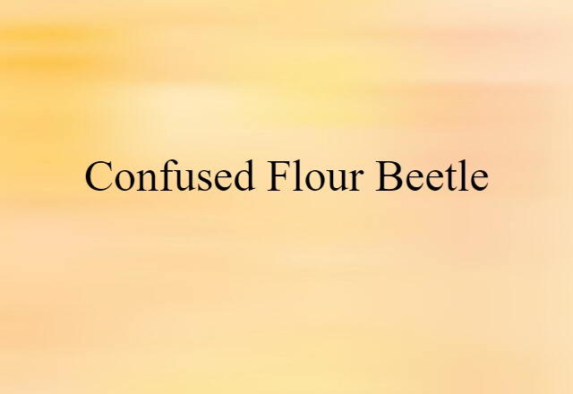 confused flour beetle